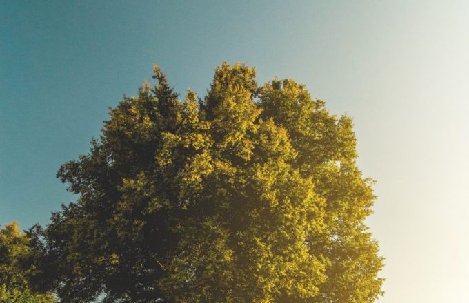 Social Prescribing  &#8211;  Nature on Prescription