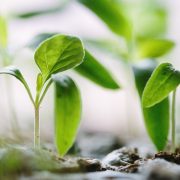 Social prescribing – who does it work for and why?