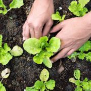 Hnads in the soil planting lettuce