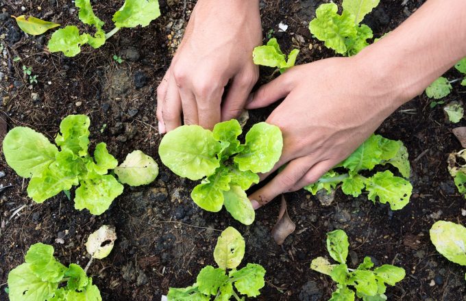 Hnads in the soil planting lettuce