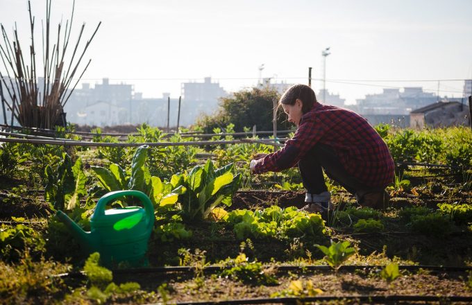 Young woman with red shirt gardening in sunny urban garden; concept: sustainable lifestyle