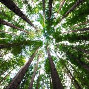 Tackling inequalities and carbon emissions with data science
