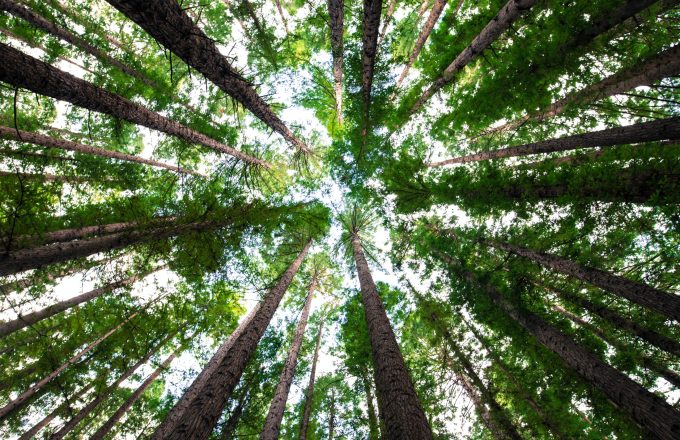 Tackling inequalities and carbon emissions with data science