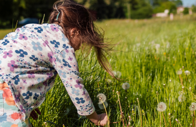 girl picking dandelions