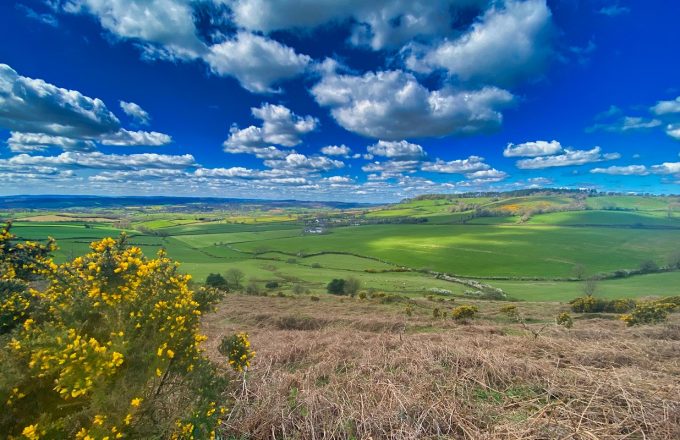 View of Peak Hill in South West Devon, blue sky, white fluffy clouds, gorse in flower in foreground