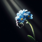 A forget-me-not flower on a black background, lit by a beam of light. Hopeful.
