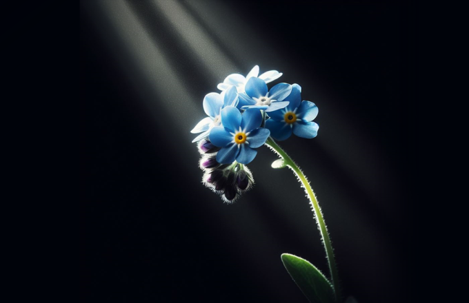 A forget-me-not flower on a black background, lit by a beam of light. Hopeful.