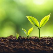 Development//growth. Image of three green shoots emerging from soil, from smallest to largest.