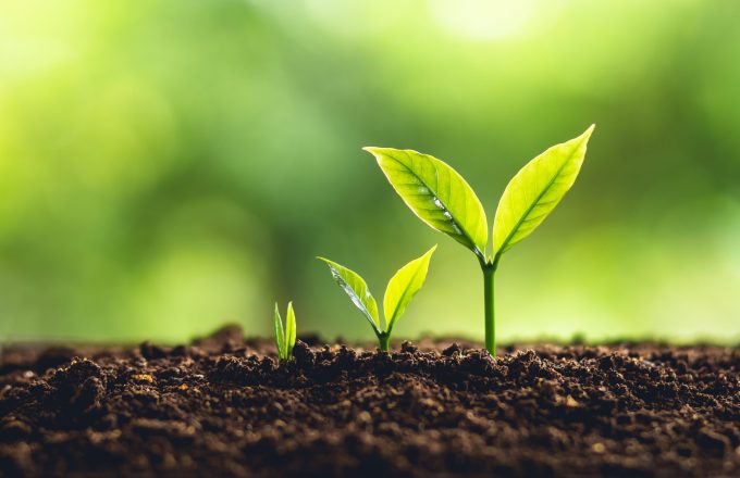 Development//growth. Image of three green shoots emerging from soil, from smallest to largest.
