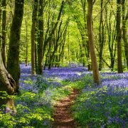 Sun streams through bluebell woods with deep blue purple flowers under a bright green beech canopy