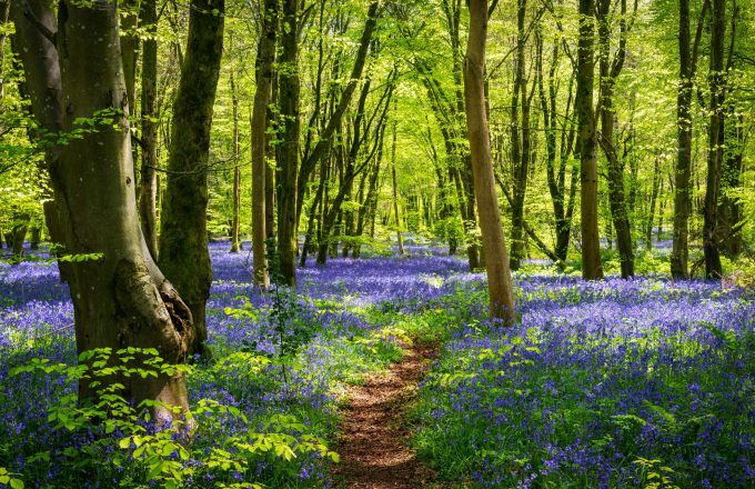Sun streams through bluebell woods with deep blue purple flowers under a bright green beech canopy