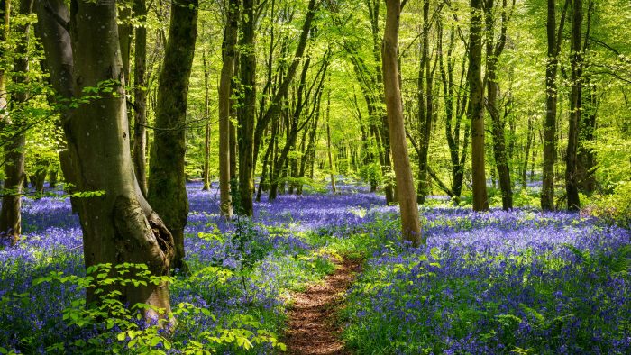 Sun streams through bluebell woods with deep blue purple flowers under a bright green beech canopy