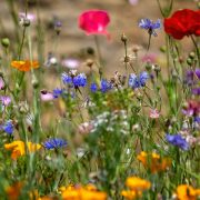 Colourful mix of wild flowers in wild flower meadow, English countryside