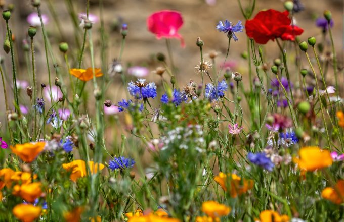 Colourful mix of wild flowers in wild flower meadow, English countryside